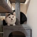 Photo of Cotton