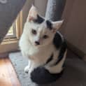Photo of Cotton