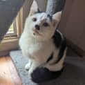 Photo of Cotton