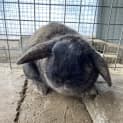 Photo of Sparkie