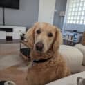 Photo of Mili 10 Month Old Groodle (Trial)