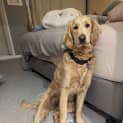 Photo of Mili 10 Month Old Groodle (Trial)
