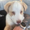 Photo of Oliver