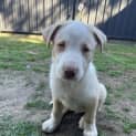 Photo of Oliver