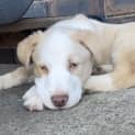 Photo of Oliver