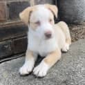 Photo of Oliver