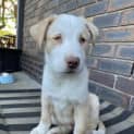 Photo of Oliver
