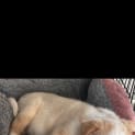Photo of Oliver