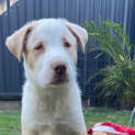 Photo of Oliver
