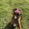 Photo of Holly *$150 Adoption Fee*