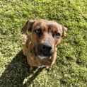 Photo of Holly *$150 Adoption Fee*