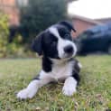 Photo of Korra