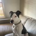 Photo of Prince   7 Month Old Bull Arab X