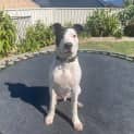 Photo of Prince   7 Month Old Bull Arab X