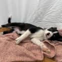 Photo of Tucker
