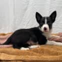 Photo of Tucker