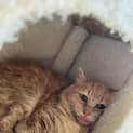 Photo of Cersei