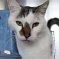 Photo of Gizmo