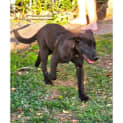 Photo of Blueberry