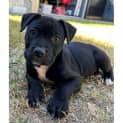 Photo of Sampson
