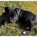 Photo of Sampson