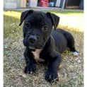 Photo of Sampson