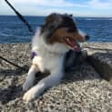 Photo of Sunny   1 Year Old Border Collie (Trial 9/9/23)
