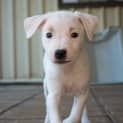 Photo of Benji