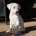 Photo of Benji