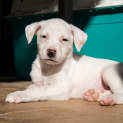 Photo of Freddie