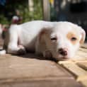 Photo of Ollie