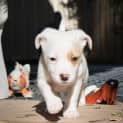 Photo of Ollie