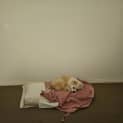Photo of Pepper 5 Month Old Pomeranian (Trial)