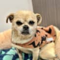 Photo of Lucy