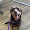 Photo of Rosa