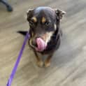 Photo of Rosa