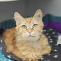 Photo of Nutmeg