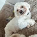 Photo of Sugar 