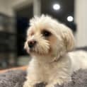 Photo of Sugar 