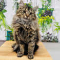 Photo of Honey Muffin   Located In Lower Templestowe