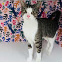 Photo of Ivy   Located In St Kilda