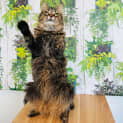 Photo of Loona   Located In Preston