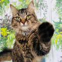Photo of Loona   Located In Preston