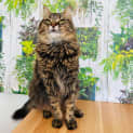 Photo of Loona   Located In Preston