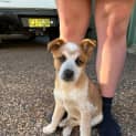 Photo of Alex   3 Month Old Cattle Dog X (Trial)