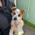 Photo of Alex   3 Month Old Cattle Dog X (Trial)