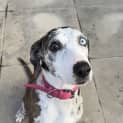 Photo of Gracie