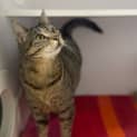 Photo of Obi Wan Catnobi