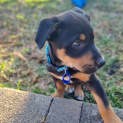 Photo of Bruno   9 Week Old Koolie X (Trial 17/9/23)