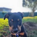 Photo of Bruno   9 Week Old Koolie X (Trial 17/9/23)